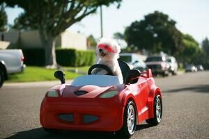 dog in toy car